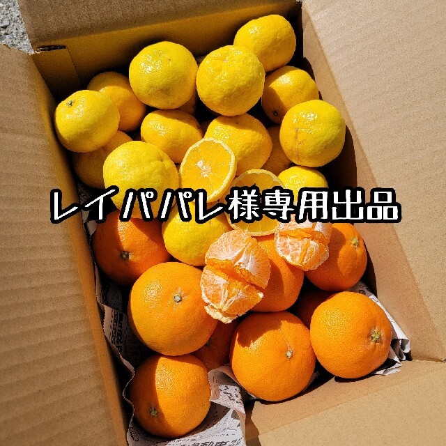 愛媛県産　甘平　媛小春　少し訳あり　箱込み約5kg柑橘　ミカン