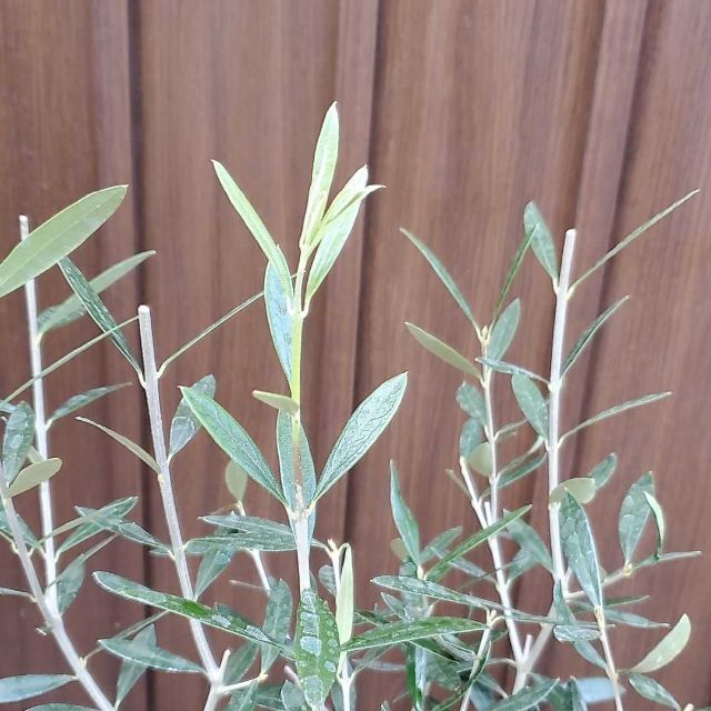 オリーブの木　エルグレコ　鉢植え　観葉植物　シンボルツリー♪ ハンドメイドのフラワー/ガーデン(プランター)の商品写真