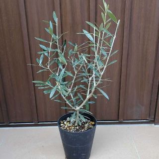 オリーブの木　エルグレコ　鉢植え　観葉植物　シンボルツリー♪(プランター)