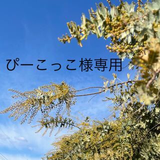 ♪ぴーこっこ様専用♪ 33 ミモザ 長め 1箱(その他)