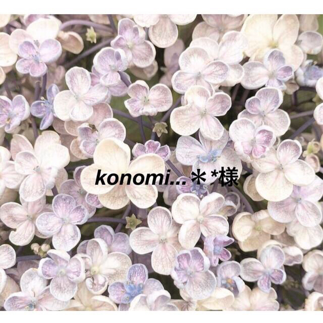 konomi様 専用ページ www.expressinter.com
