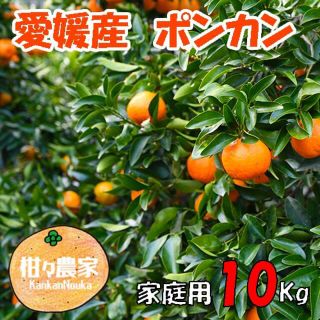 愛媛ポンカン家庭用10キロ(フルーツ)