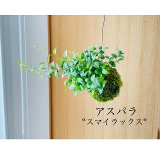 アスパラ"スマイラックス"の苔玉　ハンギング　観葉植物(その他)