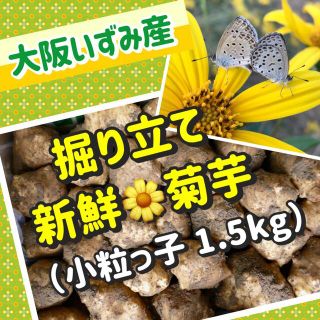 ❤️無農薬・自然栽培『白菊芋』（小粒食用・種芋用）〜大阪いずみ産(野菜)