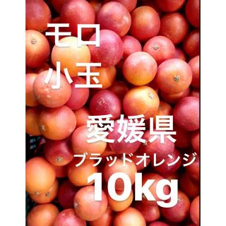 愛媛県産　ブラッドオレンジ　モロ　柑橘　10kg(フルーツ)