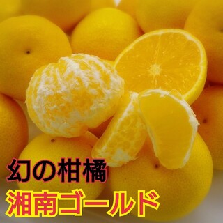 神奈川県産★幻の柑橘【湘南ゴールド】美味しくてたまらないかも❢１kg(フルーツ)