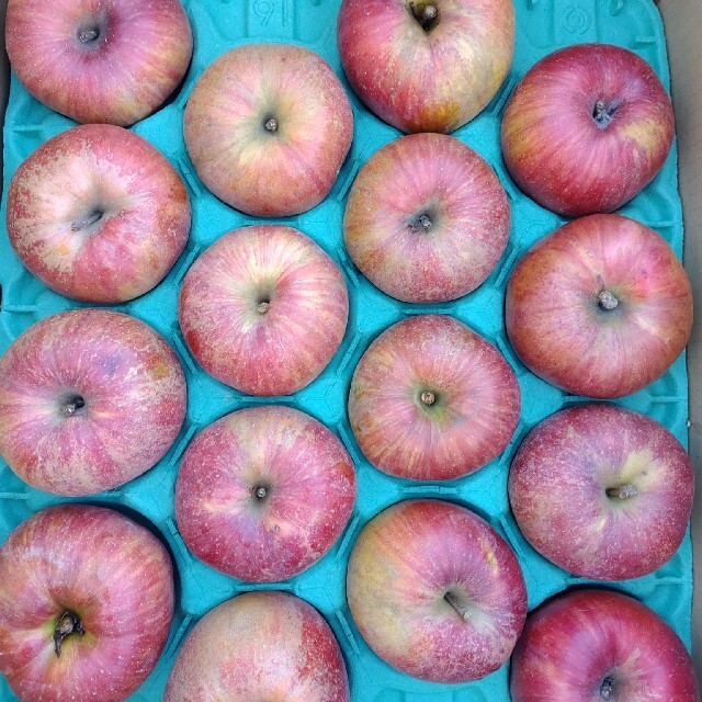 信州産　選べる家庭用 リンゴ約5キロ 食品/飲料/酒の食品(フルーツ)の商品写真