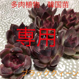 多肉植物　韓国苗　エケベリア　ブラッククィーン　カット苗(その他)