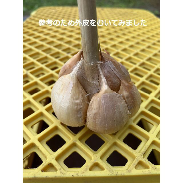 させる✕ 青森県産にんにく１０ｋｇ M ニンニク１０キロ 福地ホワイト６片種