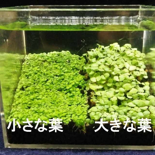 ◎セット販売◎水草の種、小さい葉(10g )大きな葉(約10g) その他のペット用品(アクアリウム)の商品写真