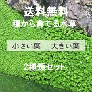 ◎セット販売◎水草の種、小さい葉(10g )大きな葉(約10g)(アクアリウム)