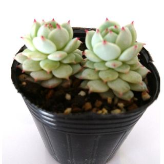 浄化のハーブ ホワイトセージ 鉢植え 良い香りに癒されます の通販 By 個性葉植物 Ruco プロフィール必読 ラクマ