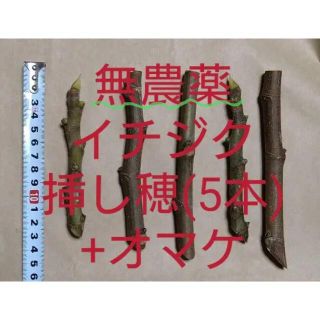 いちじく　挿木　5本以上(その他)