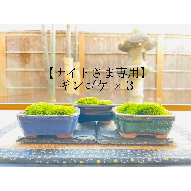 《ナイトさま専用》ギンゴケのミニ盆栽