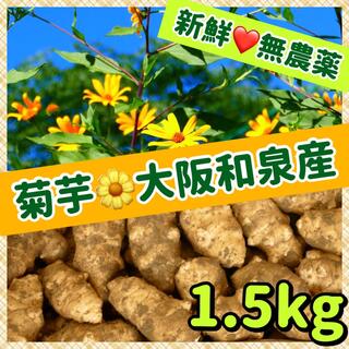 ❤️【菊芋（白）】1.5kg〜新型コロナ「まん延防止」対策にも❣️(野菜)
