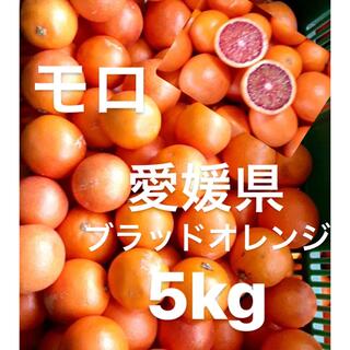 愛媛県産　ブラッドオレンジ　モロ　柑橘　5kg(フルーツ)