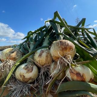 淡路島南あわじ産新玉ねぎ極早生スーパーアップ10kg(M.L.LL)混合送料込み(野菜)