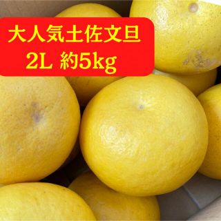 大人気土佐文旦約5kg(フルーツ)