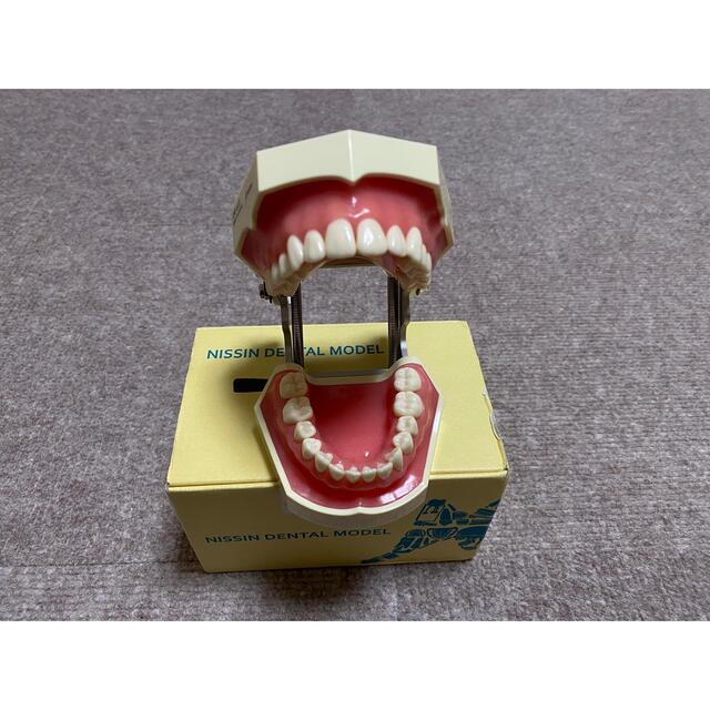 限定版 歯科 顎模型 頬粘膜 nissin 顎模型 歯科衛生士 歯科医師 歯牙