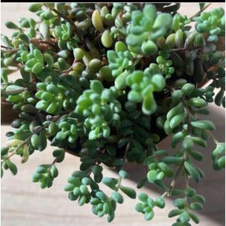 パープルヘイズ　10カット　多肉植物　カット苗　寄せ植えに(その他)