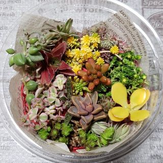 多肉植物 カット苗 詰め合わせ　E(その他)