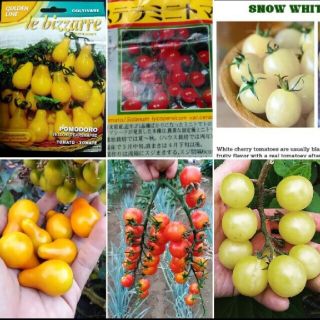 ベランダ菜園に最適！カラフルなミニトマトの種 赤、白、黄色 10粒ずつ(その他)