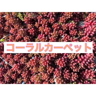 赤く紅葉する多肉植物　コーラルカーペット　抜き苗70本 即購入歓迎(その他)