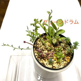 多肉植物寄せ植え抜き苗(その他)