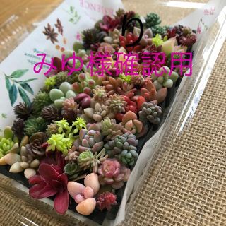 多肉植物カット苗セット(その他)