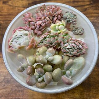 多肉植物  ブラッドブリアナ錦