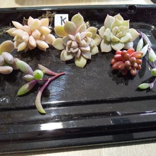 多肉植物k抜き苗カツト苗本日特売❗️❗️(プランター)