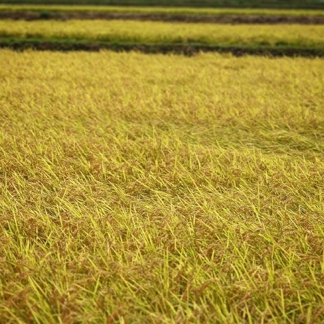 令和3年度産　新潟こしひかり　20kg(5kg×4袋)　特別栽培米