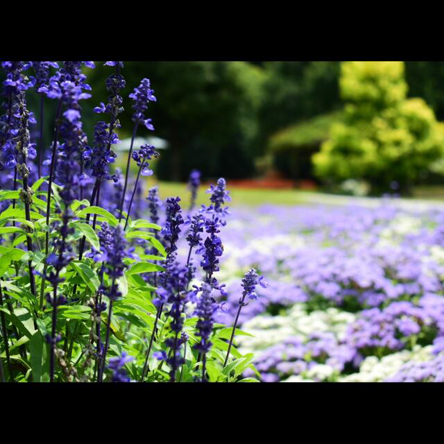 Nikon d5600 レンズ4本