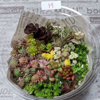 多肉植物 カット苗 詰め合わせH(その他)