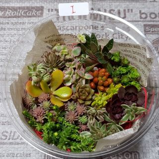 多肉植物 カット苗 詰め合わせＩ(その他)