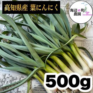 高知県産【高級食材♪葉ニンニク】500g  産地直送！即購入OKです。(野菜)