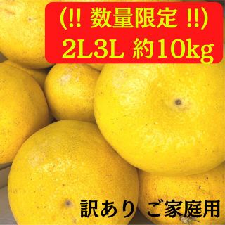 数量限定土佐文旦約10kg ご家庭用(フルーツ)