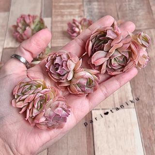 大特価定番 ᘉᘍᘺᘠ 韓国苗の通販 by ♥ぱり♥ *お気軽にコメント