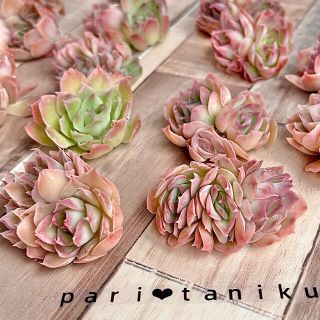 正規店好評 ᘉᘍᘺᘠ 韓国苗の通販 by ♥ぱり♥ *お気軽にコメント
