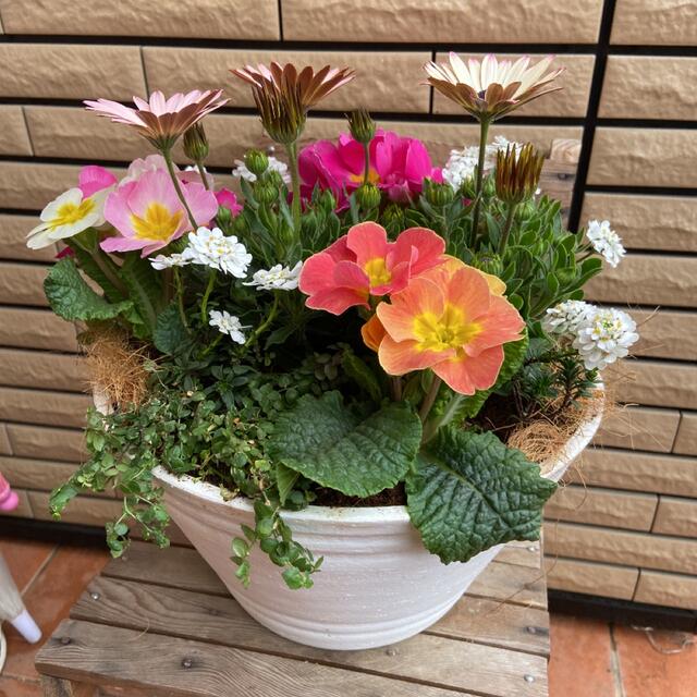 春の寄せ植え♡ピンク プレゼントにも！寄せ植え