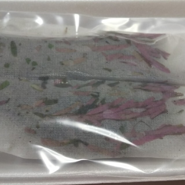 ロタラ ロトンディファリア30本 水中葉 おまけ水草有りの通販 by