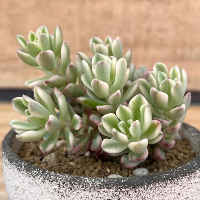 多肉植物 セダム ジョイスタロック錦 7.5cmポット苗 図太く 多肉植物 セダム ジョイスタロック錦 7.5cmポット苗 図太く