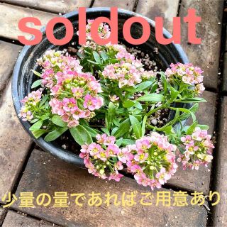 アリッサム　苗　ピンク　パンジー、ビオラの寄植えにいかがてますか？(その他)