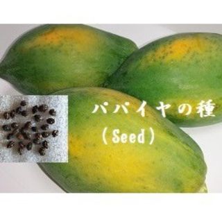 RN0220  パパイヤの種30粒 Seed タネ 果物　フルーツパパイヤ(フルーツ)