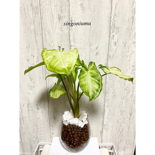 シンゴニウム 観葉植物 ハイドロカルチャーの通販 By M S Shop ラクマ