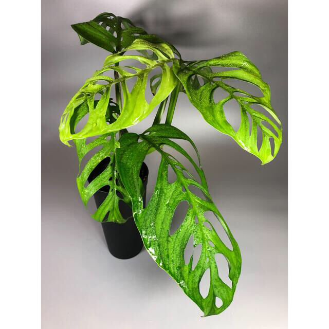 専用　モンステラ　エスケレート　Monstera esqueleto  3