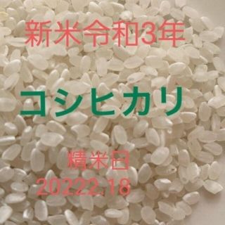 令和３年新米　コシヒカリ約3合(米/穀物)