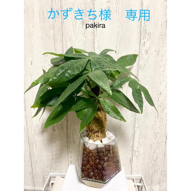 パキラ 観葉植物 ハイドロカルチャーの通販 By M S Shop ラクマ