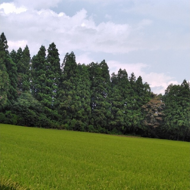 新米令和3年産栃木県特一等米【A級】20キロ玄米無農薬にて作り上げた自慢のお米で