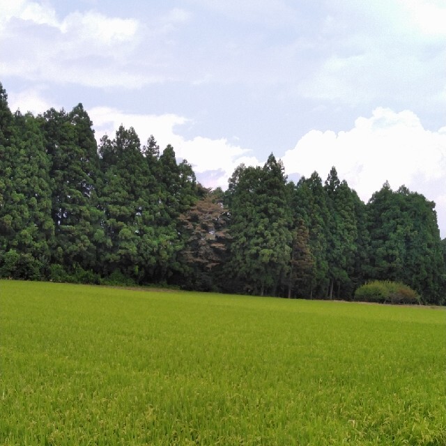 新米令和3年産栃木県特一等米【A級】20キロ玄米無農薬にて作り上げた自慢のお米で